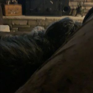 Meet your Posher, Dawn